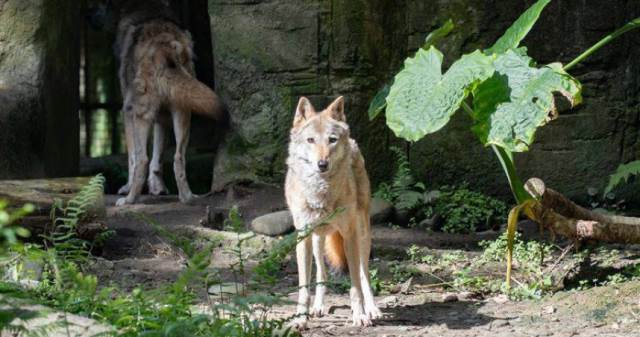 北市動物園「蘿拉」離世享壽17歲！蔡阿嘎發聲哀悼　網歪樓：錢還是要還